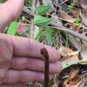 Dipodium sp. at Wee Jasper, NSW - 17 Nov 2023