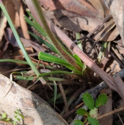 Stylidium graminifolium (Grass Triggerplant) at Wee Jasper, NSW - 16 Nov 2023 by brettguy80