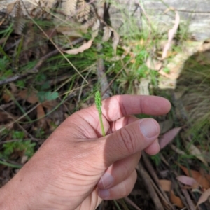 Stylidium graminifolium at Wee Jasper, NSW - 17 Nov 2023