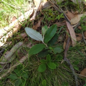 Olearia erubescens at Micalong Gorge - 17 Nov 2023 10:25 AM