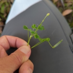 Oxalis perennans (Grassland Wood Sorrel) at Wee Jasper, NSW - 17 Nov 2023 by Wildlifewarrior80