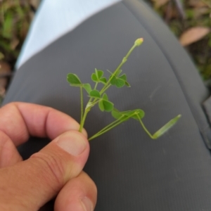 Oxalis perennans at Wee Jasper, NSW - 17 Nov 2023 10:24 AM