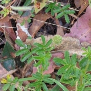 Acaena novae-zelandiae at Wee Jasper, NSW - 17 Nov 2023