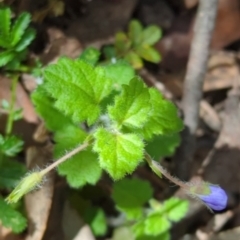 Veronica calycina at Wee Jasper, NSW - 17 Nov 2023 10:22 AM