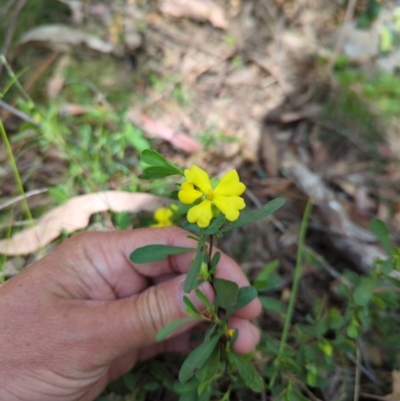 Hibbertia obtusifolia (Grey Guinea-flower) at Micalong Gorge - 16 Nov 2023 by brettguy80