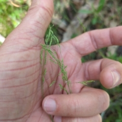 Poa sp. (A Snow Grass) at Micalong Gorge - 16 Nov 2023 by brettguy80