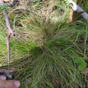 Poa sp. at Micalong Gorge - 17 Nov 2023 10:20 AM