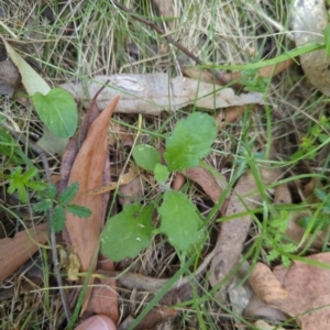 Lagenophora stipitata at Wee Jasper, NSW - 17 Nov 2023