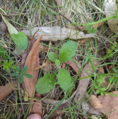 Lagenophora stipitata (Common Lagenophora) at Micalong Gorge - 16 Nov 2023 by brettguy80