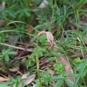 Pterostylis nutans at Wee Jasper, NSW - suppressed