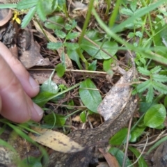 Pterostylis nutans at Wee Jasper, NSW - suppressed