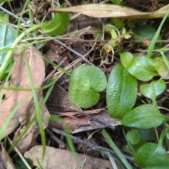 Corysanthes sp. (A Helmet Orchid) at Micalong Gorge - 16 Nov 2023 by brettguy80