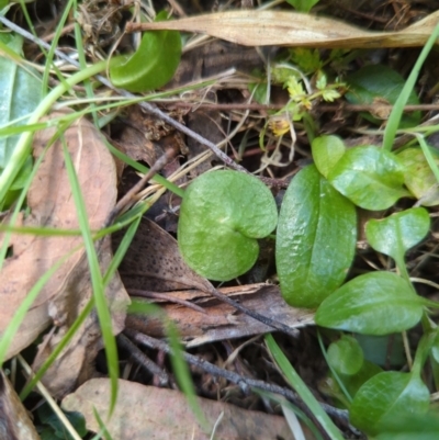 Corysanthes sp. (A Helmet Orchid) at Micalong Gorge - 16 Nov 2023 by brettguy80