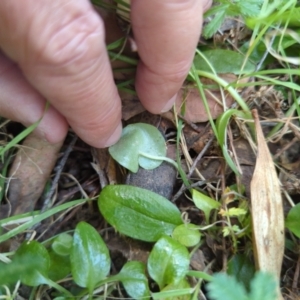 Corysanthes sp. at suppressed - suppressed