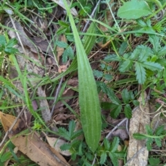 Plantago debilis (Shade Plantain) at Wee Jasper, NSW - 17 Nov 2023 by Wildlifewarrior80