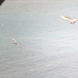 Phaethon rubricauda at Lord Howe Island Permanent Park - 19 Oct 2023