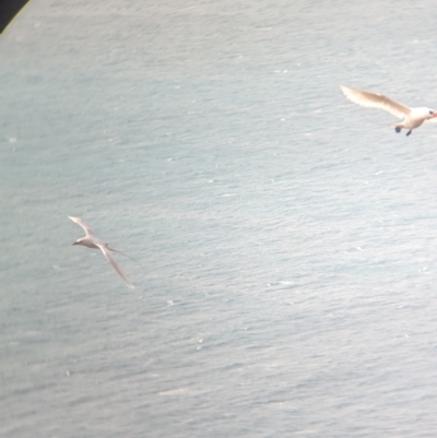 Phaethon rubricauda (Red-tailed Tropicbird) at Lord Howe Island, NSW - 19 Oct 2023 by Darcy