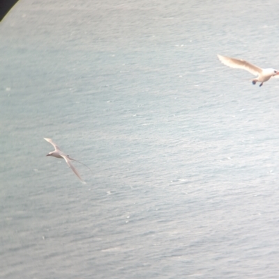 Phaethon rubricauda (Red-tailed Tropicbird) at Lord Howe Island - 19 Oct 2023 by Darcy