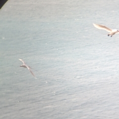 Phaethon rubricauda (Red-tailed Tropicbird) at Lord Howe Island Permanent Park - 19 Oct 2023 by Darcy