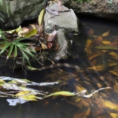 Tropidonophis mairii subsp. mairii (keelback, freshwater snake) at Capalaba, QLD - 22 Nov 2023 by TimL