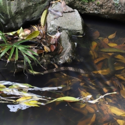 Tropidonophis mairii subsp. mairii (keelback, freshwater snake) at Capalaba, QLD - 22 Nov 2023 by TimL