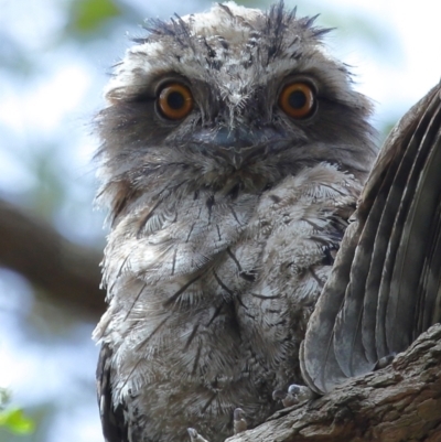 Podargus strigoides (Tawny Frogmouth) at Capalaba, QLD - 22 Nov 2023 by TimL