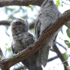 Podargus strigoides at Capalaba, QLD - 22 Nov 2023