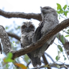 Podargus strigoides at Capalaba, QLD - 22 Nov 2023