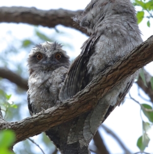 Podargus strigoides at Capalaba, QLD - 22 Nov 2023