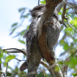 Podargus strigoides at Capalaba, QLD - 22 Nov 2023