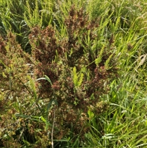 Erica lusitanica at Lawson, ACT - 22 Nov 2023 08:24 AM