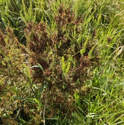 Erica lusitanica (Spanish Heath ) at Lawson, ACT - 21 Nov 2023 by Jiggy