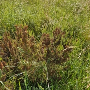 Erica lusitanica at Lawson, ACT - 22 Nov 2023 08:24 AM