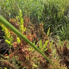 Erica lusitanica at Lawson, ACT - 22 Nov 2023 08:24 AM