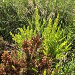 Erica lusitanica at Lawson, ACT - 22 Nov 2023 08:24 AM