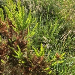 Erica lusitanica at Lawson, ACT - 22 Nov 2023 08:24 AM