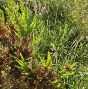 Erica lusitanica at Lawson, ACT - 22 Nov 2023 08:24 AM