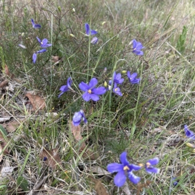 Cheiranthera linearis (Finger Flower) at Jacka, ACT - 22 Nov 2023 by leith7