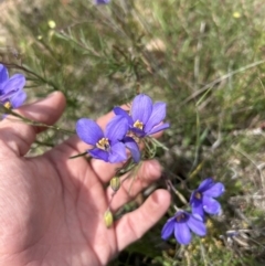 Cheiranthera linearis at Jacka, ACT - 22 Nov 2023