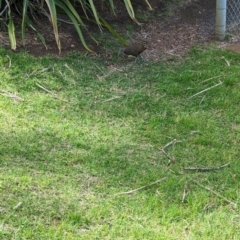 Gallirallus sylvestris (Lord Howe Woodhen) at Lord Howe Island, NSW - 19 Oct 2023 by Darcy