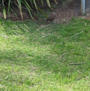 Hypotaenidia sylvestris at Lord Howe Island - 20 Oct 2023