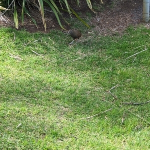 Gallirallus sylvestris at Lord Howe Island - 20 Oct 2023