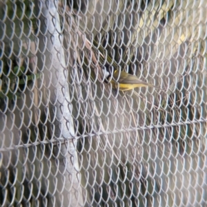 Pachycephala pectoralis contempta at Lord Howe Island - 20 Oct 2023