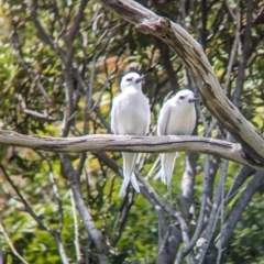 Gygis alba (White Tern) at Lord Howe Island, NSW - 20 Oct 2023 by Darcy