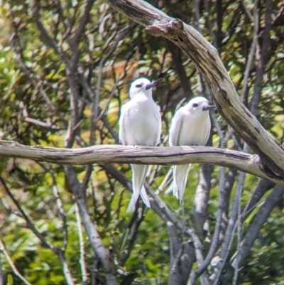 Gygis alba (White Tern) at Lord Howe Island, NSW - 20 Oct 2023 by Darcy