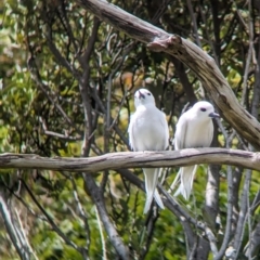 Gygis alba at Lord Howe Island - 20 Oct 2023 11:23 AM