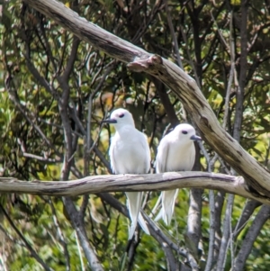 Gygis alba at Lord Howe Island - 20 Oct 2023