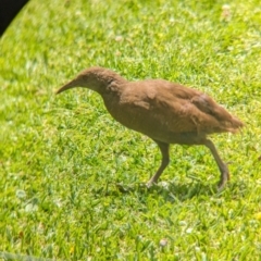 Gallirallus sylvestris (Lord Howe Woodhen) at Lord Howe Island, NSW - 20 Oct 2023 by Darcy