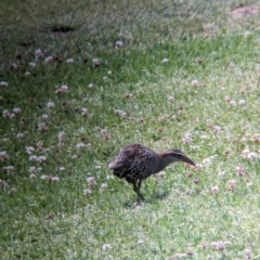 Gallirallus philippensis (Buff-banded Rail) at Lord Howe Island, NSW - 20 Oct 2023 by Darcy