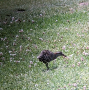 Gallirallus philippensis at Lord Howe Island - 20 Oct 2023